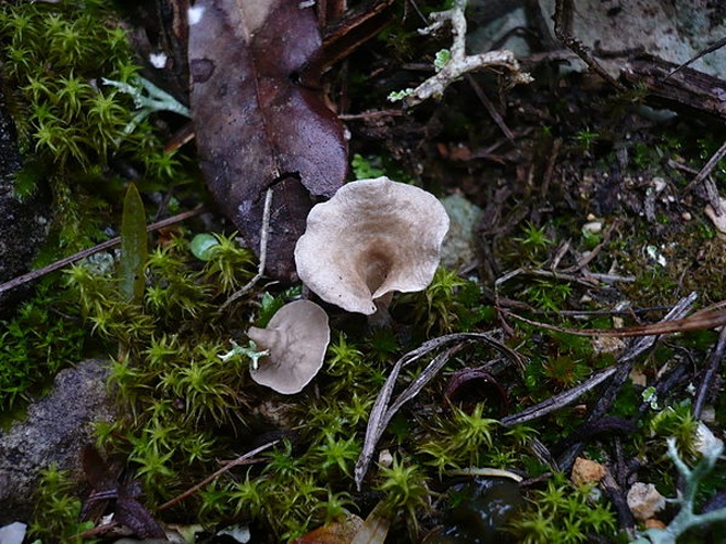 Arrhenia spathulata © This image was created by user <a rel="nofollow" class="external text" href="https://mushroomobserver.org/observer/show_user/1093">Gerhard Koller (Gerhard)</a> at <a rel="nofollow" class="external text" href="https://mushroomobserver.org">Mushroom Observer</a>, a source for mycological images.<br>You can contact this user <a rel="nofollow" class="external text" href="https://mushroomobserver.org/observer/ask_user_question/1093">here</a>.