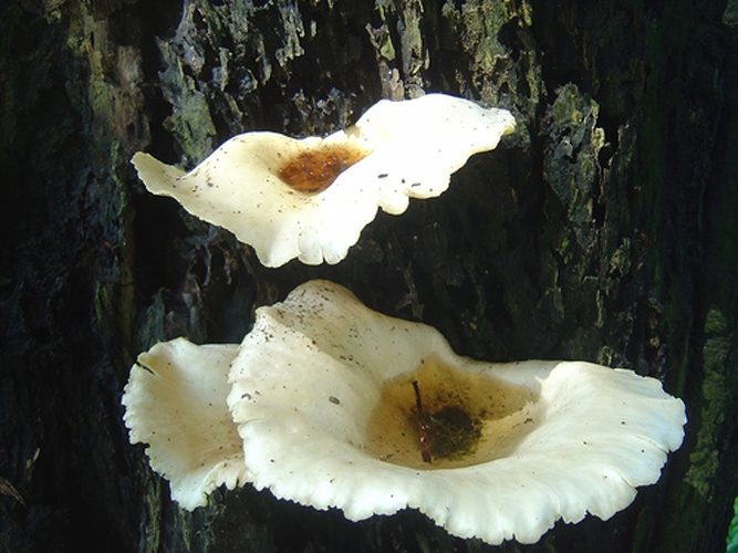 Crepidotus applanatus &copy; <a rel="nofollow" class="external text" href="https://www.flickr.com/people/8578872@N05">Richard W Sinyem</a> from Malaysia