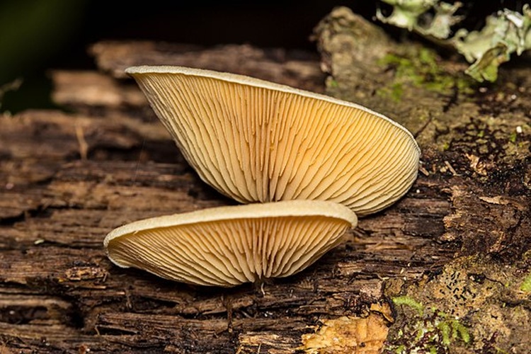Crepidotus crocophyllus &copy; This image was created by user <a rel="nofollow" class="external text" href="https://mushroomobserver.org/observer/show_user/4710">Justin (Tmethyl)</a> at <a rel="nofollow" class="external text" href="https://mushroomobserver.org">Mushroom Observer</a>, a source for mycological images.<br>You can contact this user <a rel="nofollow" class="external text" href="https://mushroomobserver.org/observer/ask_user_question/4710">here</a>.