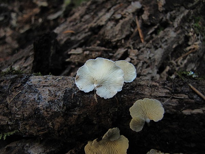 Crepidotus epibryus &copy; This image was created by user <a rel="nofollow" class="external text" href="https://mushroomobserver.org/observer/show_user/123">Alan Rockefeller</a> at <a rel="nofollow" class="external text" href="https://mushroomobserver.org">Mushroom Observer</a>, a source for mycological images.<br>You can contact this user <a rel="nofollow" class="external text" href="https://mushroomobserver.org/observer/ask_user_question/123">here</a>.