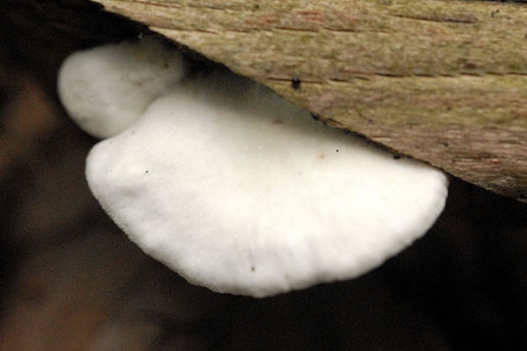 Crepidotus mollis &copy; James Lindsey