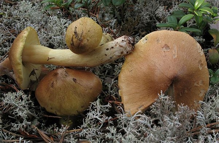 Tricholoma aestuans &copy; Irene Andersson (irenea)