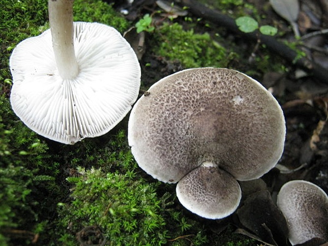 Tricholoma atrosquamosum © <a rel="nofollow" class="external text" href="https://mushroomobserver.org/observer/show_user/2250">Zaca</a>