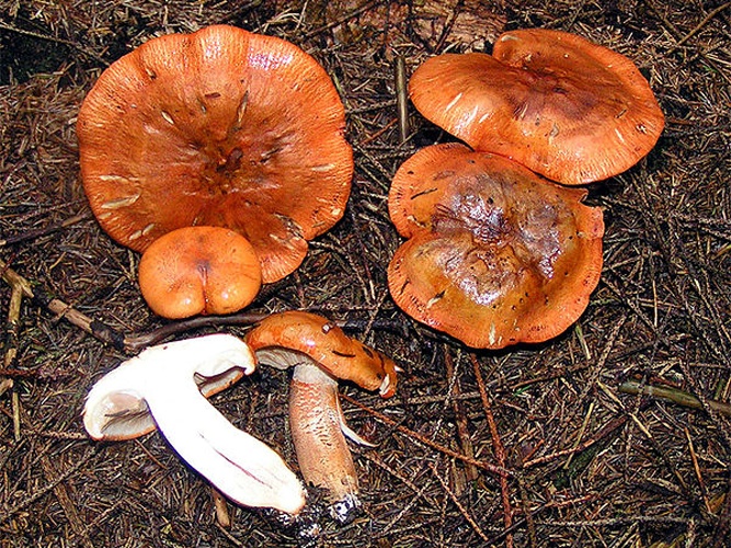 Tricholoma aurantium © Eric Steinert