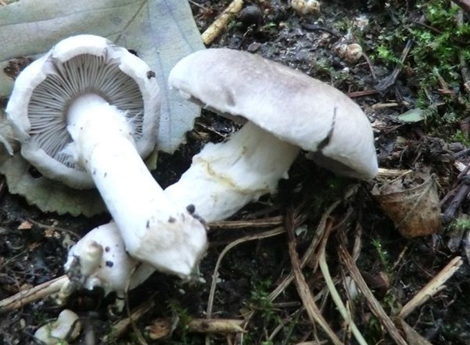 Tricholoma cingulatum &copy; This image was created by user <a rel="nofollow" class="external text" href="https://mushroomobserver.org/observer/show_user/292460">Inocybenfan</a> at <a rel="nofollow" class="external text" href="https://mushroomobserver.org">Mushroom Observer</a>, a source for mycological images.<br>You can contact this user <a rel="nofollow" class="external text" href="https://mushroomobserver.org/observer/ask_user_question/292460">here</a>.
