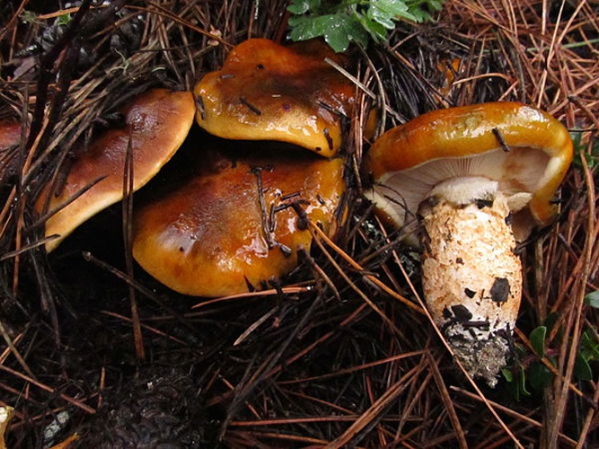Tricholoma focale © This image was created by user <a rel="nofollow" class="external text" href="https://mushroomobserver.org/observer/show_user/746">Ryane Snow (snowman)</a> at <a rel="nofollow" class="external text" href="https://mushroomobserver.org">Mushroom Observer</a>, a source for mycological images.<br>You can contact this user <a rel="nofollow" class="external text" href="https://mushroomobserver.org/observer/ask_user_question/746">here</a>.