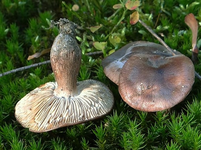 Tricholoma batschii © <a href="//commons.wikimedia.org/wiki/User:Selso" title="User:Selso">Jerzy Opioła</a>