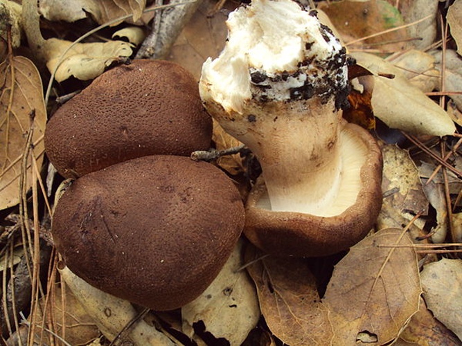 Tricholoma imbricatum © <a rel="nofollow" class="external text" href="https://mushroomobserver.org/observer/show_user/919">Richard Sullivan (enchplant)</a>