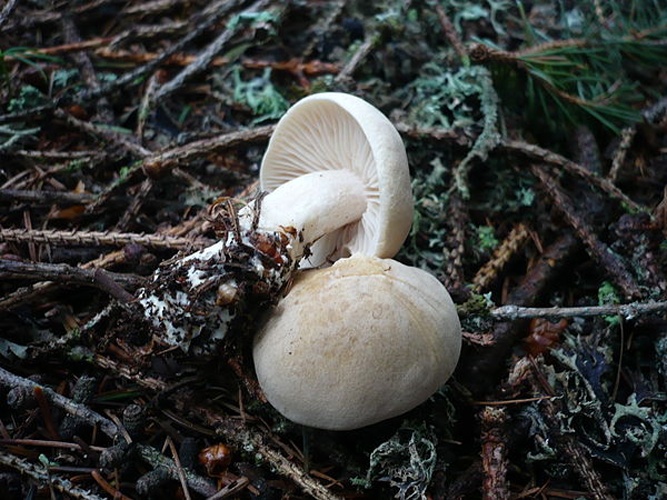 Tricholoma inamoenum © This image was created by user <a rel="nofollow" class="external text" href="https://mushroomobserver.org/observer/show_user/1093">Gerhard Koller (Gerhard)</a> at <a rel="nofollow" class="external text" href="https://mushroomobserver.org">Mushroom Observer</a>, a source for mycological images.<br>You can contact this user <a rel="nofollow" class="external text" href="https://mushroomobserver.org/observer/ask_user_question/1093">here</a>.