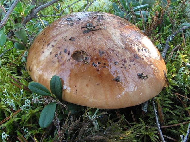 Tricholoma pessundatum © Irene Andersson (irenea)