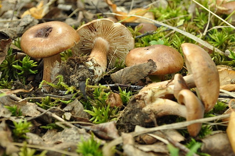 Tricholoma populinum &copy; This image was created by user <a rel="nofollow" class="external text" href="https://mushroomobserver.org/observer/show_user/1843">Anna Baykalova (anna_ru)</a> at <a rel="nofollow" class="external text" href="https://mushroomobserver.org">Mushroom Observer</a>, a source for mycological images.<br>You can contact this user <a rel="nofollow" class="external text" href="https://mushroomobserver.org/observer/ask_user_question/1843">here</a>.