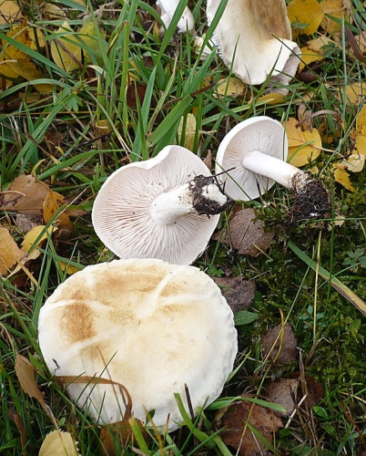 Tricholoma stiparophyllum © This image was created by user <a rel="nofollow" class="external text" href="https://mushroomobserver.org/observer/show_user/1093">Gerhard Koller (Gerhard)</a> at <a rel="nofollow" class="external text" href="https://mushroomobserver.org">Mushroom Observer</a>, a source for mycological images.<br>You can contact this user <a rel="nofollow" class="external text" href="https://mushroomobserver.org/observer/ask_user_question/1093">here</a>.