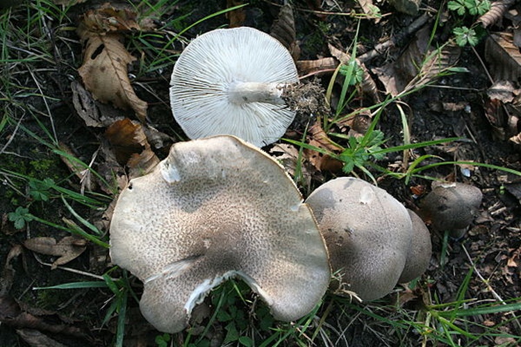Tricholoma scalpturatum © <a href="//commons.wikimedia.org/wiki/User:Strobilomyces" title="User:Strobilomyces">User:Strobilomyces</a>