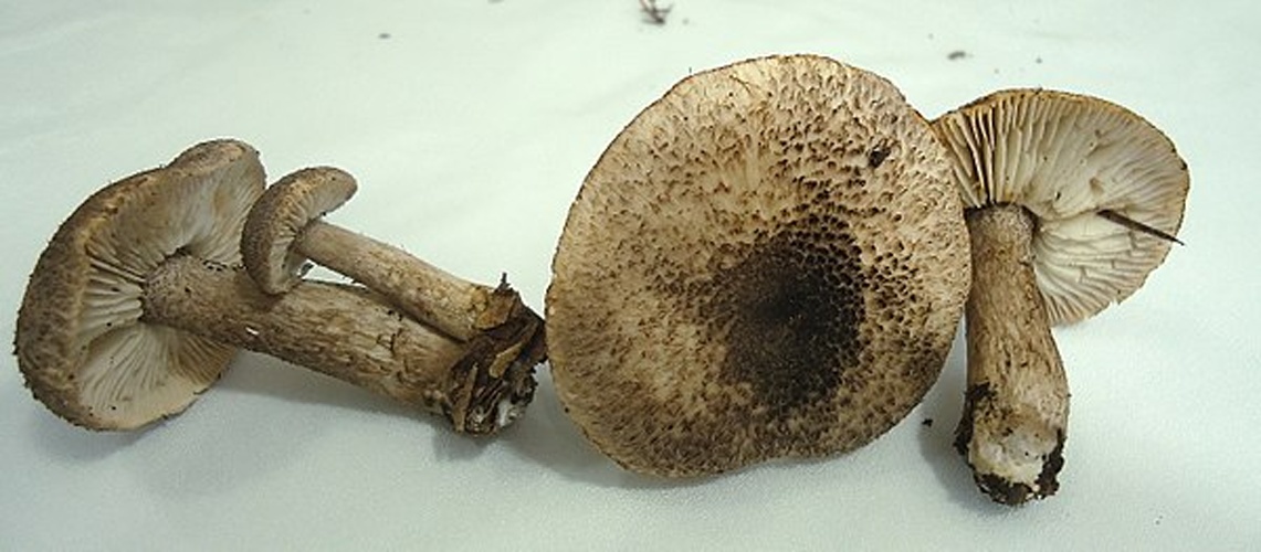 Tricholoma squarrulosum © <a href="//commons.wikimedia.org/wiki/User:Assar" title="User:Assar">Assar</a>