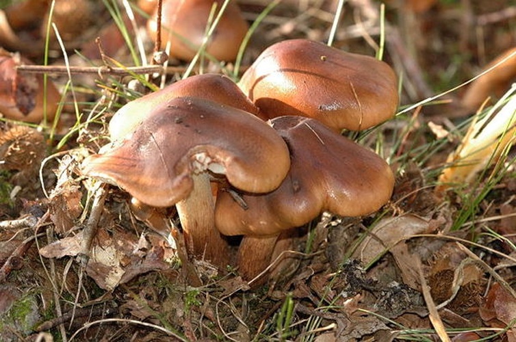 Tricholoma ustale &copy; James Lindsey