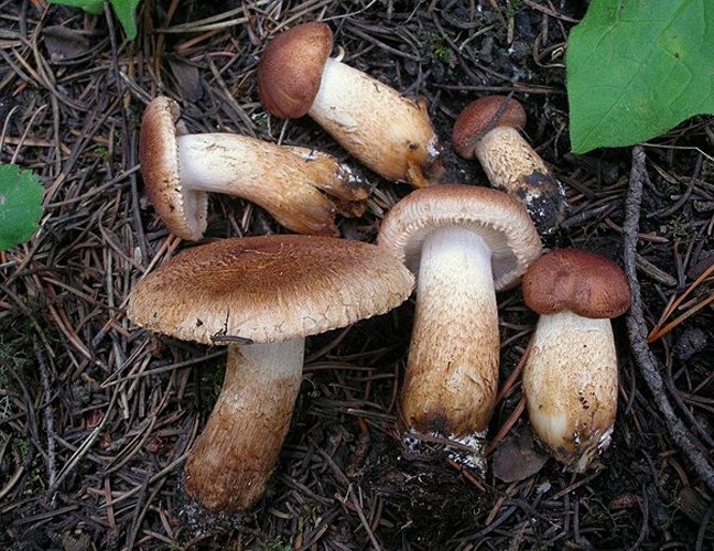 Tricholoma vaccinum © <a rel="nofollow" class="external text" href="https://mushroomobserver.org/observer/show_user/9">Ron Pastorino (Ronpast)</a>