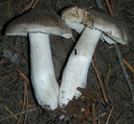 Tricholoma virgatum © This image was created by user <a rel="nofollow" class="external text" href="https://mushroomobserver.org/observer/show_user/9">Ron Pastorino (Ronpast)</a> at <a rel="nofollow" class="external text" href="https://mushroomobserver.org">Mushroom Observer</a>, a source for mycological images.<br>You can contact this user <a rel="nofollow" class="external text" href="https://mushroomobserver.org/observer/ask_user_question/9">here</a>.