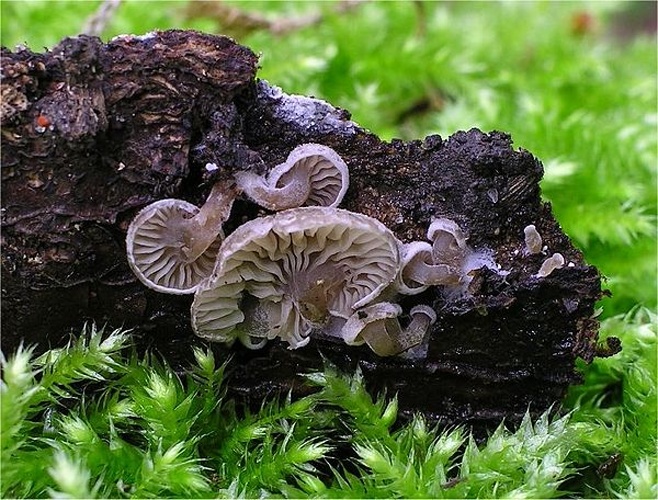 Entoloma byssisedum © This image was created by user <a rel="nofollow" class="external text" href="https://mushroomobserver.org/observer/show_user/442">Irene Andersson (irenea)</a> at <a rel="nofollow" class="external text" href="https://mushroomobserver.org">Mushroom Observer</a>, a source for mycological images.<br>You can contact this user <a rel="nofollow" class="external text" href="https://mushroomobserver.org/observer/ask_user_question/442">here</a>.