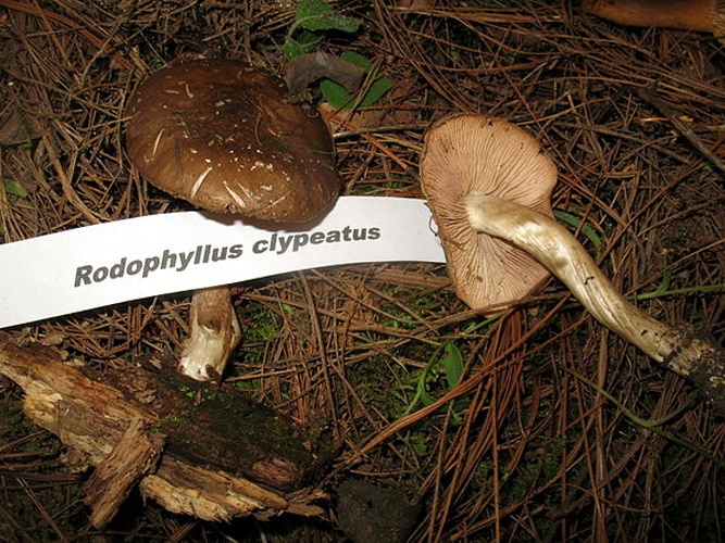 Entoloma clypeatum &copy; <a rel="nofollow" class="external text" href="https://mushroomobserver.org/observer/show_user/123">Alan Rockefeller</a>