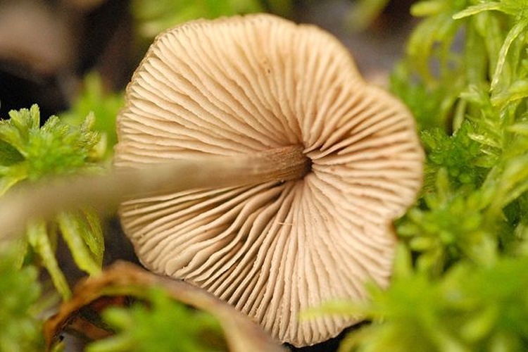 Entoloma conferendum &copy; James Lindsey