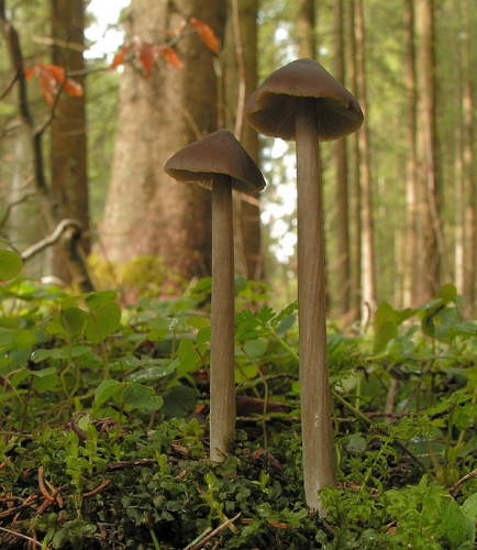 Entoloma hirtipes © <a href="//commons.wikimedia.org/w/index.php?title=User:Ak_ccm&amp;action=edit&amp;redlink=1" class="new" title="User:Ak ccm (page does not exist)">Andreas Kunze</a>