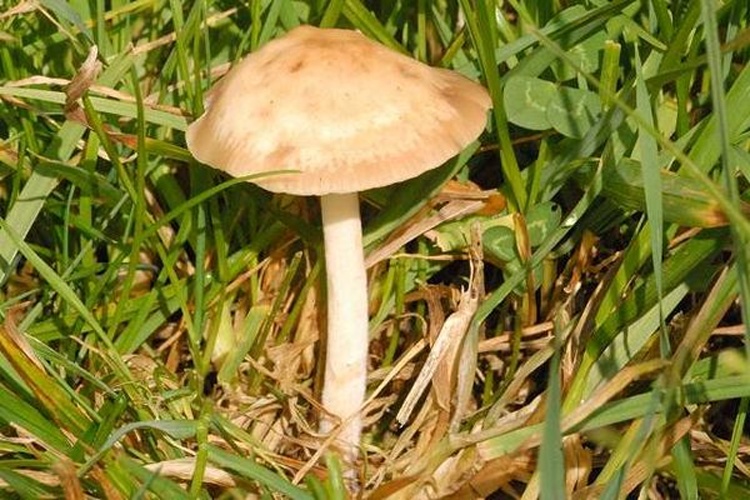 Entoloma juncinum © James K. Lindsey