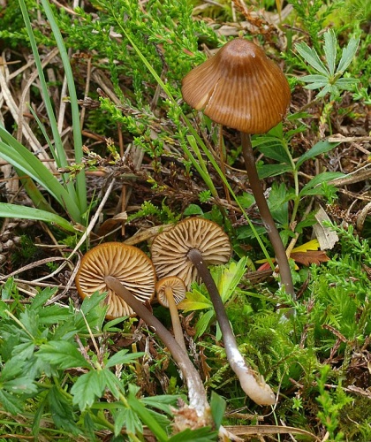 Entoloma longistriatum © <a href="//commons.wikimedia.org/w/index.php?title=User:Ak_ccm&amp;action=edit&amp;redlink=1" class="new" title="User:Ak ccm (page does not exist)">Andreas Kunze</a>