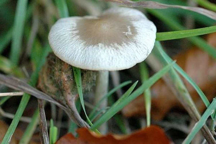 Entoloma nitens &copy; James K. Lindsey