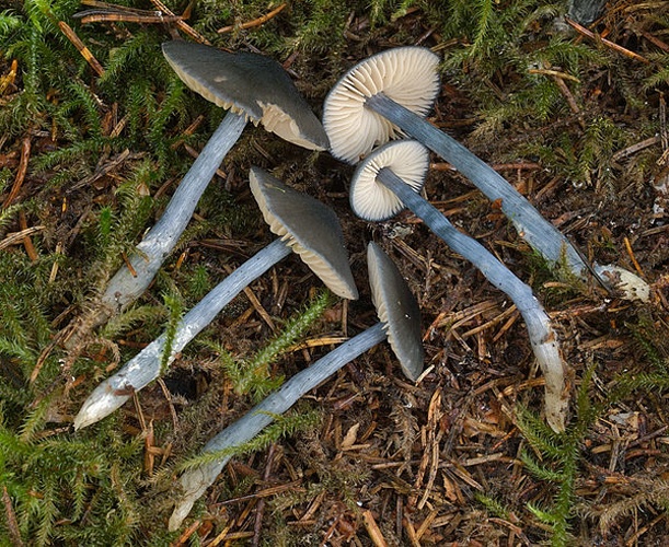 Entoloma nitidum © <a href="//commons.wikimedia.org/w/index.php?title=User:Ak_ccm&amp;action=edit&amp;redlink=1" class="new" title="User:Ak ccm (page does not exist)">Andreas Kunze</a>