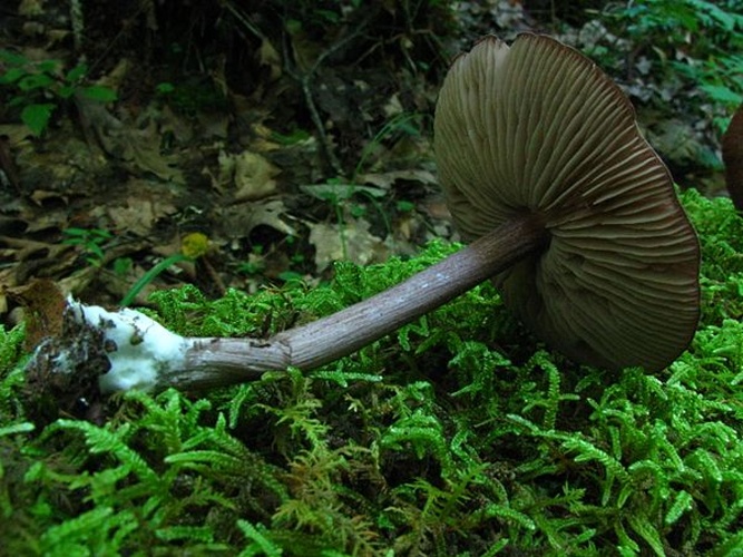 Entoloma porphyrophaeum © This image was created by user <a rel="nofollow" class="external text" href="https://mushroomobserver.org/observer/show_user/439">Dan Molter (shroomydan)</a> at <a rel="nofollow" class="external text" href="https://mushroomobserver.org">Mushroom Observer</a>, a source for mycological images.<br>You can contact this user <a rel="nofollow" class="external text" href="https://mushroomobserver.org/observer/ask_user_question/439">here</a>.