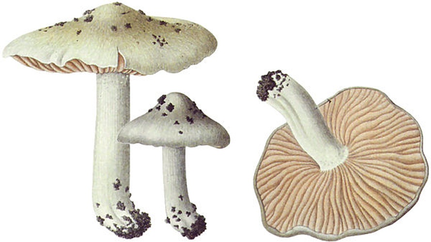 Entoloma saundersii &copy; Jean-Louis Émile Boudier