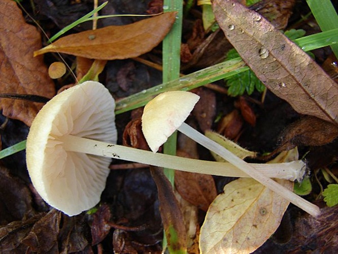 Entoloma sericellum &copy; This image was created by user <a rel="nofollow" class="external text" href="https://mushroomobserver.org/observer/show_user/550">Johannes Harnisch (Johann)</a> at <a rel="nofollow" class="external text" href="https://mushroomobserver.org">Mushroom Observer</a>, a source for mycological images.<br>You can contact this user <a rel="nofollow" class="external text" href="https://mushroomobserver.org/observer/ask_user_question/550">here</a>.