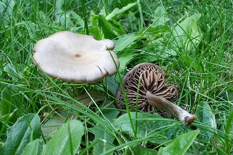 Entoloma sericeum © <a href="//commons.wikimedia.org/wiki/User:Strobilomyces" title="User:Strobilomyces">Strobilomyces</a>