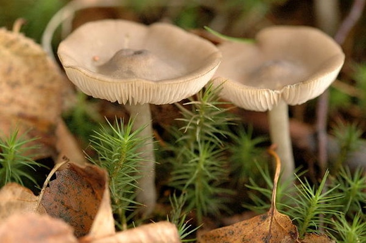 Entoloma sordidulum &copy; James Lindsey