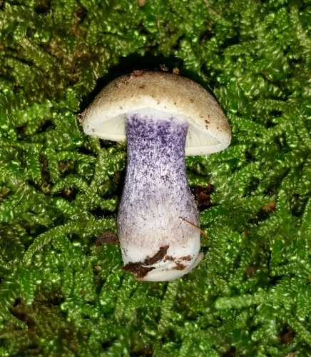 Entoloma tjallingiorum © This image was created by user <a rel="nofollow" class="external text" href="https://mushroomobserver.org/observer/show_user/6698">Crystal (Squirrelgirl)</a> at <a rel="nofollow" class="external text" href="https://mushroomobserver.org">Mushroom Observer</a>, a source for mycological images.<br>You can contact this user <a rel="nofollow" class="external text" href="https://mushroomobserver.org/observer/ask_user_question/6698">here</a>.
