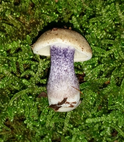 Entoloma tjallingiorum &copy; This image was created by user <a rel="nofollow" class="external text" href="https://mushroomobserver.org/observer/show_user/6698">Crystal (Squirrelgirl)</a> at <a rel="nofollow" class="external text" href="https://mushroomobserver.org">Mushroom Observer</a>, a source for mycological images.<br>You can contact this user <a rel="nofollow" class="external text" href="https://mushroomobserver.org/observer/ask_user_question/6698">here</a>.