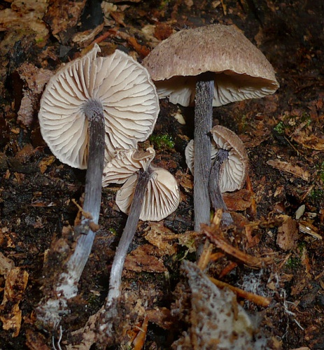 Entoloma dichroum © This image was created by user <a rel="nofollow" class="external text" href="https://mushroomobserver.org/observer/show_user/1093">Gerhard Koller (Gerhard)</a> at <a rel="nofollow" class="external text" href="https://mushroomobserver.org">Mushroom Observer</a>, a source for mycological images.<br>You can contact this user <a rel="nofollow" class="external text" href="https://mushroomobserver.org/observer/ask_user_question/1093">here</a>.