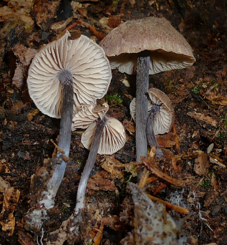 Entoloma dichroum &copy; This image was created by user <a rel="nofollow" class="external text" href="https://mushroomobserver.org/observer/show_user/1093">Gerhard Koller (Gerhard)</a> at <a rel="nofollow" class="external text" href="https://mushroomobserver.org">Mushroom Observer</a>, a source for mycological images.<br>You can contact this user <a rel="nofollow" class="external text" href="https://mushroomobserver.org/observer/ask_user_question/1093">here</a>.