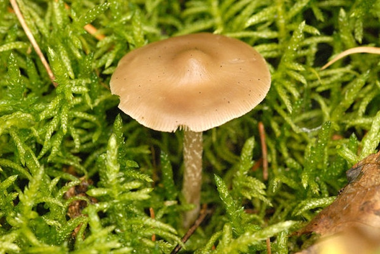Entoloma turbidum © James Lindsey