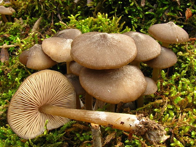 Entoloma vernum © This image was created by user <a rel="nofollow" class="external text" href="https://mushroomobserver.org/observer/show_user/439">Dan Molter (shroomydan)</a> at <a rel="nofollow" class="external text" href="https://mushroomobserver.org">Mushroom Observer</a>, a source for mycological images.<br>You can contact this user <a rel="nofollow" class="external text" href="https://mushroomobserver.org/observer/ask_user_question/439">here</a>.