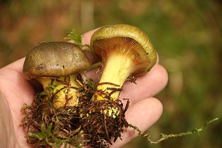 Cortinarius atrovirens © This image was created by user <a rel="nofollow" class="external text" href="https://mushroomobserver.org/observer/show_user/2043">Britt Bunyard (Fungi magazine) (bbunyard)</a> at <a rel="nofollow" class="external text" href="https://mushroomobserver.org">Mushroom Observer</a>, a source for mycological images.<br>You can contact this user <a rel="nofollow" class="external text" href="https://mushroomobserver.org/observer/ask_user_question/2043">here</a>.