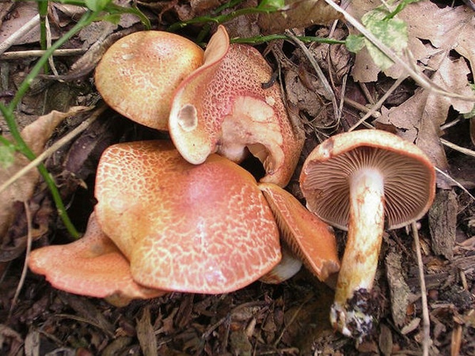 Cortinarius bolaris &copy; <ul><li>
<a href="//commons.wikimedia.org/wiki/User:Dragon%C3%B2t" title="User:Dragonòt">Dragonòt</a> *derivative work: <a href="//commons.wikimedia.org/w/index.php?title=User:Ak_ccm&amp;action=edit&amp;redlink=1" class="new" title="User:Ak ccm (page does not exist)">Andreas Kunze</a>
</li></ul>