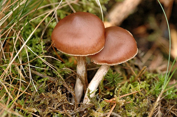 Cortinarius brunneus &copy; James Lindsey