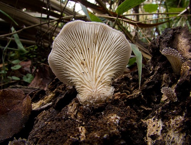 Hohenbuehelia mastrucata © This image was created by user <a rel="nofollow" class="external text" href="https://mushroomobserver.org/observer/show_user/3367">Josh M.K. (suchen)</a> at <a rel="nofollow" class="external text" href="https://mushroomobserver.org">Mushroom Observer</a>, a source for mycological images.<br>You can contact this user <a rel="nofollow" class="external text" href="https://mushroomobserver.org/observer/ask_user_question/3367">here</a>.