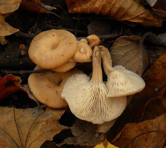 Lentinellus micheneri © This image was created by user <a rel="nofollow" class="external text" href="https://mushroomobserver.org/observer/show_user/2206">Hamilton (ham)</a> at <a rel="nofollow" class="external text" href="https://mushroomobserver.org">Mushroom Observer</a>, a source for mycological images.<br>You can contact this user <a rel="nofollow" class="external text" href="https://mushroomobserver.org/observer/ask_user_question/2206">here</a>.