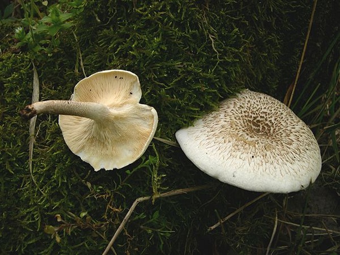 Lentinus tigrinus &copy; <a href="//commons.wikimedia.org/wiki/User:Archenzo" title="User:Archenzo">Archenzo</a>