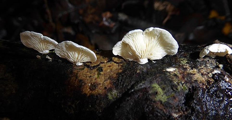 Cheimonophyllum candidissimum © Peter de Lange