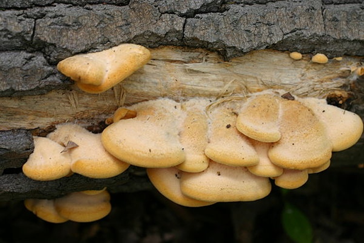 Phyllotopsis nidulans © <a rel="nofollow" class="external text" href="https://mushroomobserver.org/observer/show_user/1547">Bob Zuberbuhler (Bob Z)</a>