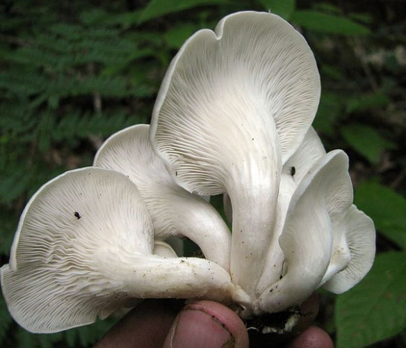 Pleurotus cornucopiae &copy; This image was created by user <a rel="nofollow" class="external text" href="https://mushroomobserver.org/observer/show_user/%7B%7B%7B1%7D%7D%7D">{{{2}}}</a> at <a rel="nofollow" class="external text" href="https://mushroomobserver.org">Mushroom Observer</a>, a source for mycological images.<br>You can contact this user <a rel="nofollow" class="external text" href="https://mushroomobserver.org/observer/ask_user_question/%7B%7B%7B1%7D%7D%7D">here</a>.