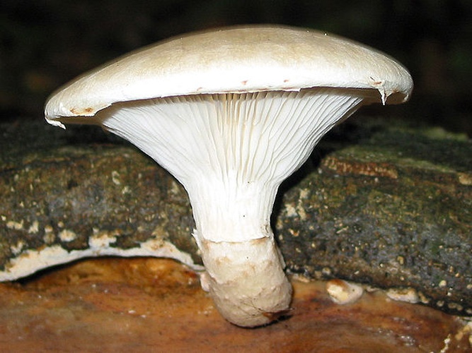 Pleurotus dryinus &copy; <a href="//commons.wikimedia.org/wiki/User:Jean-Pol_GRANDMONT" title="User:Jean-Pol GRANDMONT">Jean-Pol GRANDMONT</a>
